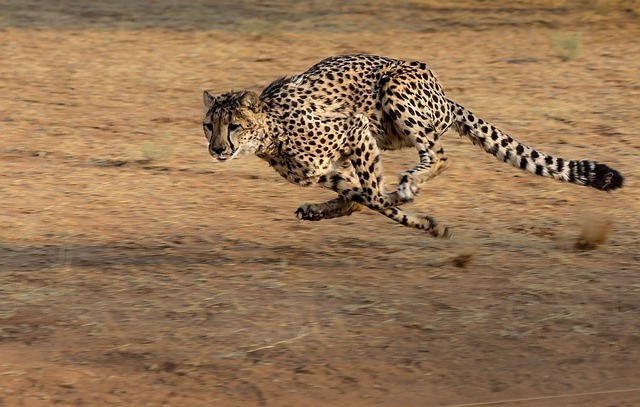 すべては速く走るため 最速動物チーターの苦労 Wild Animal Writter