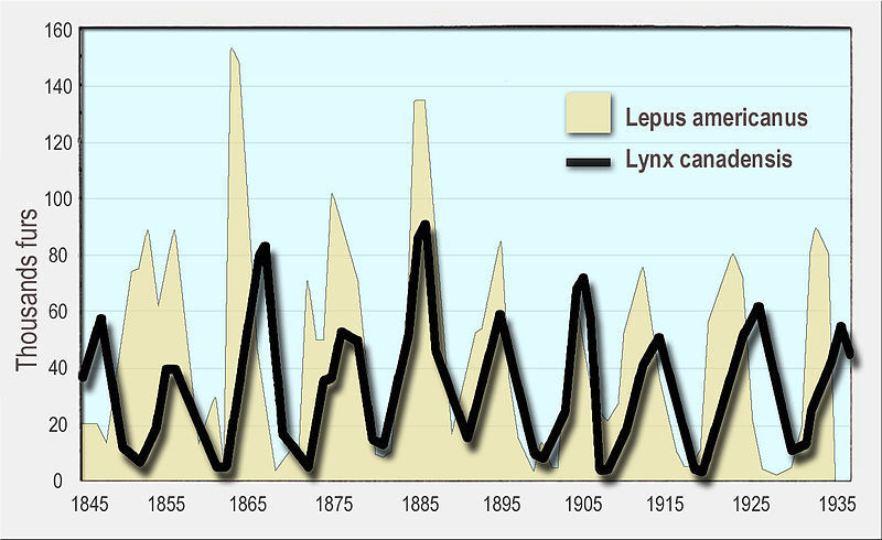 800px-Milliers_fourrures_vendues_en_environ_90_ans_odum_1953_en.jpg