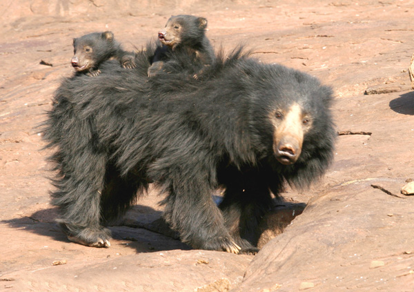 Indian_Sloth_Bear_with_cubs.jpg