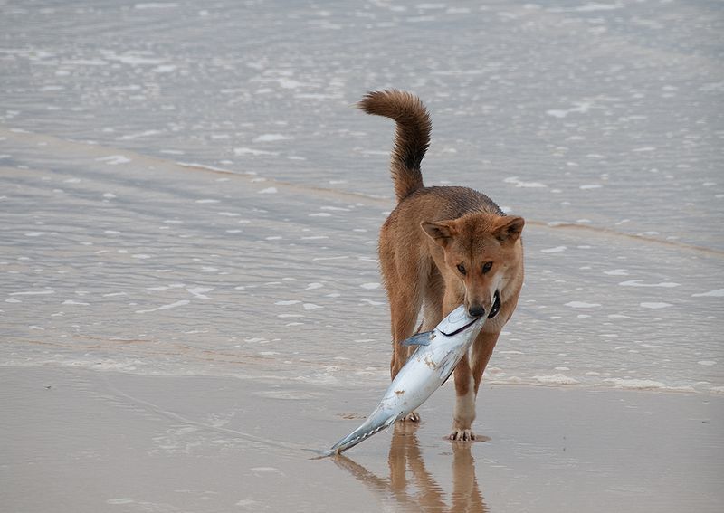 dingo fishing.jpg