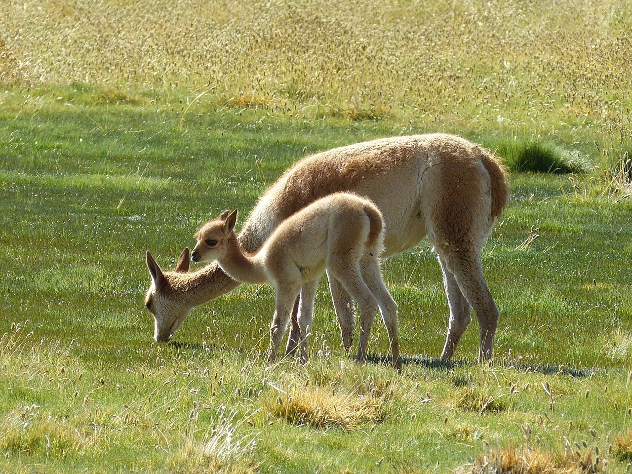 llama.jpg