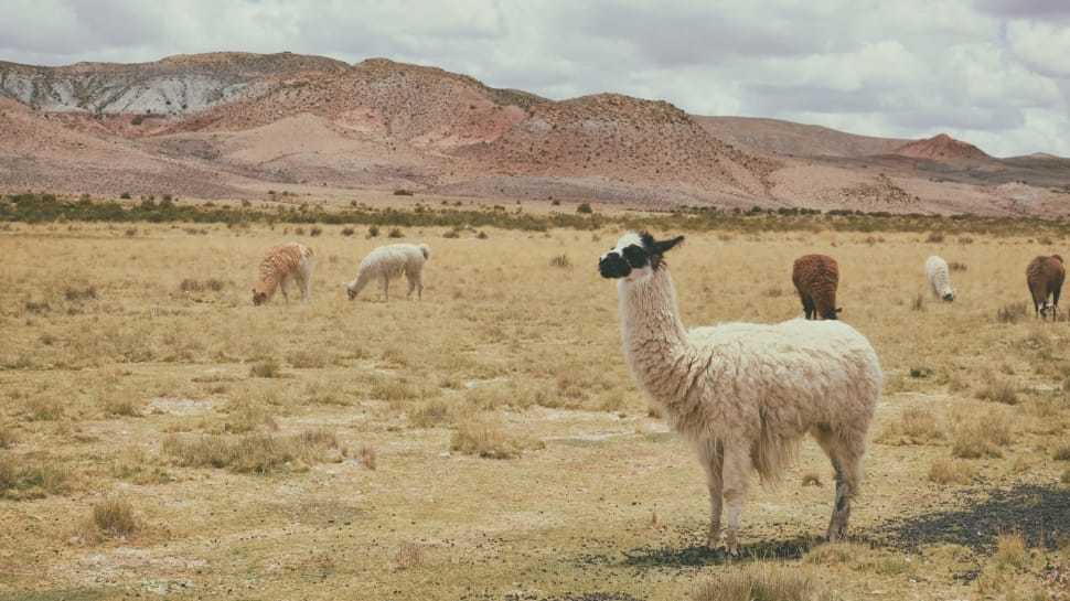 llama1.jpg