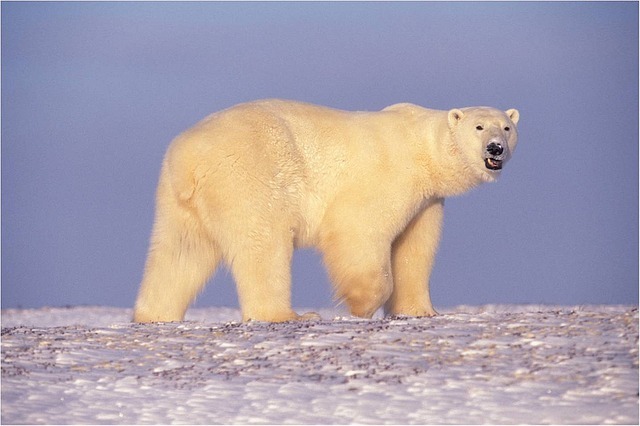 maxpixel.freegreatpicture.com-Polar-Bear-Looking-Bear-Snow-Walking-Predator-529638.jpg
