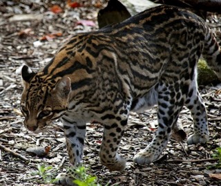 強力な猫パンチ 最強のアゴ ジャガーの破壊する狩り Wild Animal Writter