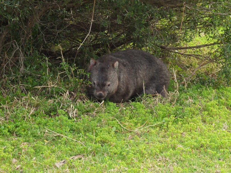 wombat.jpg
