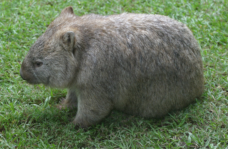 wombat2.jpg
