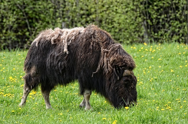 www.maxpixel.net-Musk-Wildlife-Animal-Mammal-Nature-Grass-Muskox-1123436.jpg